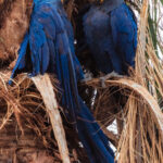 Pair-bonded Hyacinth Macaws - the world's biggest parrots - 'gossip' in a tree at Porto Jofre, in the Northern Pantanal (image by Gin Wilde)