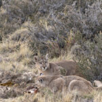 Petaka and cub, she is known to be a very attentive and good Puma mother (image by Mike Watson)