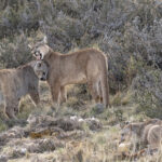Supermum Petaka with her cubs (image by Mike Watson)