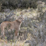 Petaka in the Mata Negra (image by Mike Watson)