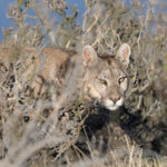 A cold stare from (image by Mike Watson)