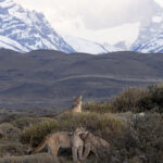 Petaka watches over her cubs (image by Mike Watson)