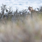 Petaka in the Mata Negra, she has lost her right upper canine (image by Mike Watson)