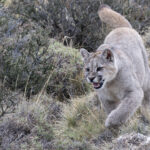 Petaka’s boy cub, he is not yet named but his father is Dark! (image by Mike Watson)