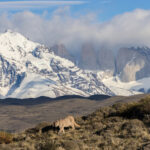 Petaka’s cub with the towers in the background (image by Mike Watson)