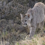 Petaka’s cub in the Mata Negra (image by Mike Watson)