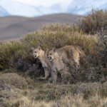 Petaka’s cubs (image by Mike Watson)