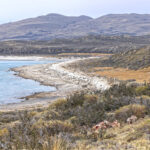 The situation at Petaka’s kill on the shore of Lago Sarmiento (image by Mike Watson)