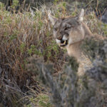 It is a good job that we know Petaka is the most placid of Pumas around people, even with a missing canine, she is still a formidable predator (image by Mike Watson)