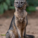 Posing handsomely in the grounds of Santa Teresa, Brazil, a wild Crab-eating Fox allows his portrait to be taken, before scampering away (image by Gin Wilde)