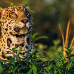 Alert and eyes skyward, Jaguars are such opportunistic hunters that they will prey upon almost anything...including birds and monkeys in the trees above (image by Gin Wilde)