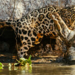 Huntress 'Jeni' uses her giant paws to begin to haul her Caiman prey from the water, before manoeuvring her quarry up towards the upper riverbank (image by Gin Wilde)