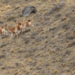 After taking an eternity to stalk them, Ginger is spotted, so she launches at a group of Guanacos, it was too late though and they all got away from her (image by Mike Watson)