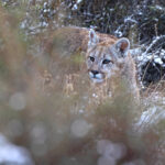 Puma cub in the snow (image by Mike Watson)