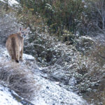 A puma cub in the snow inside the national park at Torres del Paine (image by Mike Watson)