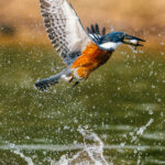 'That's breakfast sorted!' A Ringed Kingfisher rises amid a splatter of droplets, fish in mouth, in Brazil's Rio Pixaim (image by Gin Wilde)
