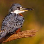Portrait of a Ringed Kingfisher - the largest kingfisher in the Americas - displaying its daggerlike bill, on the Rio Pixaim (image by Gin Wilde)