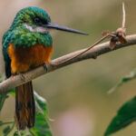 Close-up portrait of a Rufous-tailed Jacamar: one of the prettiest small birds we have ever seen. Its feathers were as dazzling as a jewel, as it flitted around the bushes beside the Transpantaneira Road (image by Gin Wilde)