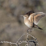 Scale-throated Earthcreeper fans its wings in display (image by Mike Watson)