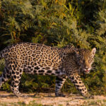 How stunning is a Jaguar's coat, when seen from the side?! Jaguar spots consist of rosettes with inner spots. In contrast to leopards, who have similar rosette patterns but with no inner spots (image by Gin Wilde)