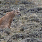 Sol is a dominant female Puma and succeeded in dislodging Sol from her Guanaco kill (image by Mike Watson)