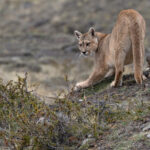 Sol sharpens her claws, an aggressive sign, intended to say ‘don’t follow me’. We suspect she had just given birth and was returning to her little ones (image by Mike Watson)
