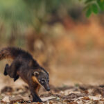 A South American Coati scampers through the leaves in Posou Alegre, Brazil. Coatis are part of the racoon family and communicate through soft whining sounds and alarm calls, as well as loud woofs and clicks (image by Gin Wilde)