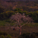 Wood Storks gather in a tree at dawn, in a scene taken from a telegraph tower in Posou Alegre, Brazil (image by Gin Wilde)
