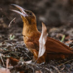 A Strong-billed Woodcreeper tosses leaves about as it probes foliage and leaf litter in search of an arthropod meal (image by Gin Wilde)