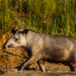 A South American Tapir emerges from the waters of the Rio Cuiaba, its skin showing several fighting scars. Due to their large size, slow rate of reproduction, and sensitivity to habitat destruction, tapirs are endangered - often one of the first species to decline when humans disturb an ecosystem (image by Gin Wilde)