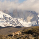 Petakas cub with the towers (image by Mike Watson)