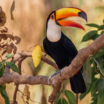 Hey Toco Toucan, you really are an otherworldly looking bird, with that colourful bill four times the size of your head (image by Gin Wilde)