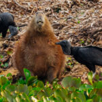 Black Vultures peck at a pained Capybara, drawing blood while removing and eating ticks from the resting rodent's fur (image by Gin Wilde)