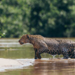 We watched female Jaguar 'Apeirara' swim for more than a mile, letting the current of the Rio Tres Irmaos help her to scour huge swathes of Water Hyacinth for unsuspecting Caiman. Here, she emerges, dripping, from the water (image by Gin Wilde)