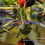 Wattled Jacanas are amazing lily and Water Hyacinth trotters; their super-long toes spreading their weight over a large area, enabling them to walk across floating vegetation (image by Gin Wilde)