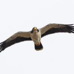 The scarce White-throated Caracara (image by Mike Watson)