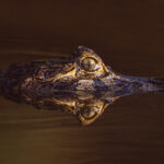All eyes on this Yacare Caiman as it glides silently through the water. There are estimated to be ten million Yacare Caiman in the Pantanal (image by Gin Wilde)