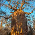 Fony Baobabs can be incredibly brawny-looking. Some of the baobabs in the Spiny Forest are up to 1,200 years old (image by Virginia Wilde)