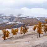 Autumnal deciduous Dorian Larches at the start of the vast Taiga region in northern Mongolia (image by Inger Vandyke)