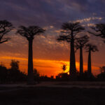 Sunset at the 'Avenue of the Baobabs' - Madagascar's iconic Road No.8 - lined with Grandidier's baobab tree (image by Virginia Wilde)