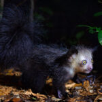The fascinating Aye Aye - undoubtedly one of the world's most bizarre mammals - lifts one of its long-fingered hands. The middle finger on each hand capable of rotating 360 degrees through a special ball and socket joint (image by Virginia Wilde)