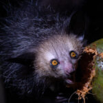 'What big eyes you have!' 
