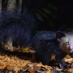 Eye to eye with an Aye Aye! Shy, gentle, misunderstood and persecuted - Aye Ayes have bright eyes, bat-like ears and ever-growing incisors (like those of rodents) (image by Virginia Wilde)