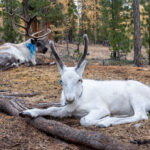 A baby reindeer around five to six months old (image by Inger Vandyke)