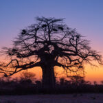 Spectacular sunset over the baobab trees in southern Angola (image by Inger Vandyke)