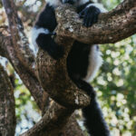 Posing as if for a tasteful life-drawing art class, this Black and White Ruffed Lemur takes a moment out from leaping, playing and eating (image by Virginia Wilde)