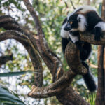 The twisted branches and trunks of Madagascar rainforest trees make for an ideal climbing frame for Black and White Ruffed Lemurs - or even to rest upon (image by Virginia Wilde)