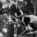 'Shhh, don't tell anyone this, but...' A Black-and-white Ruffed Lemurs appears to be whispering in another's ear as they hang out in Madagascar's Le Palmarium Reserve. These lemurs are iconic and distinctive, with the large white ruff of fur around their name giving their name (image by Virginia Wilde)