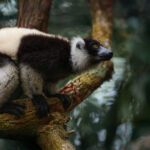 In a moment of rainforest calm, a Black and White Ruffed Lemur in its arboreal home (image by Virginia Wilde)