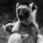 Verreaux's Sifaka have such expressive faces - often looking like they are wide-eyed in surprise! (image by Virginia Wilde)